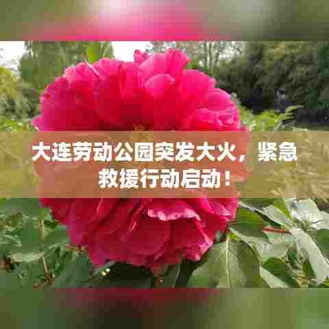 大连劳动公园突发大火，紧急救援行动启动！