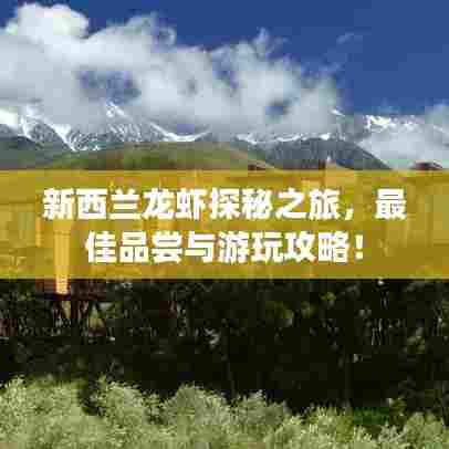 新西兰龙虾探秘之旅,最佳品尝与游玩攻略!