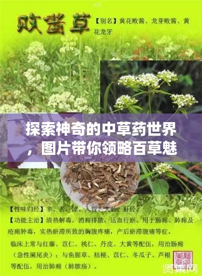 探索神奇的中草药世界，图片带你领略百草魅力