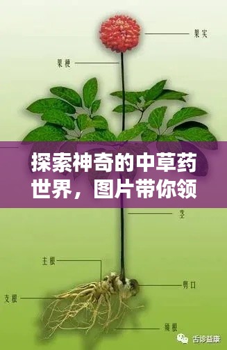 探索神奇的中草药世界,图片带你领略百草魅力