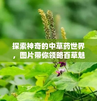 探索神奇的中草药世界,图片带你领略百草魅力