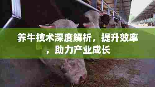 养牛技术深度解析，提升效率，助力产业成长