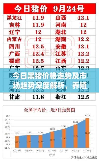 今日黑猪价格走势及市场趋势深度解析，养殖策略探讨