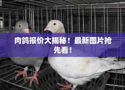 肉鸽报价大揭秘!最新图片抢先看!