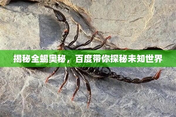 揭秘全蝎奥秘,百度带你探秘未知世界