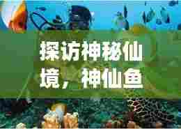 探访神秘仙境，神仙鱼旅游攻略大揭秘！