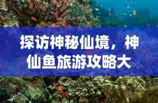 探访神秘仙境,神仙鱼旅游攻略大揭秘!