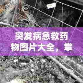 突发病急救药物图片大全，掌握救命药的使用方法与重要性