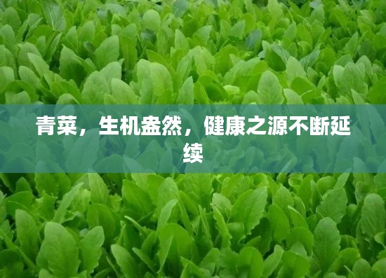 青菜,生机盎然,健康之源不断延续