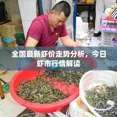 全国最新虾价走势分析，今日虾市行情解读