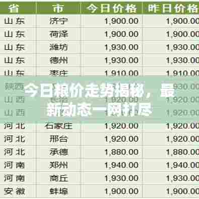 今日粮价走势揭秘，最新动态一网打尽