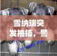 雪纳瑞突发抽搐,警觉与关爱,狗狗梦中的生死瞬间