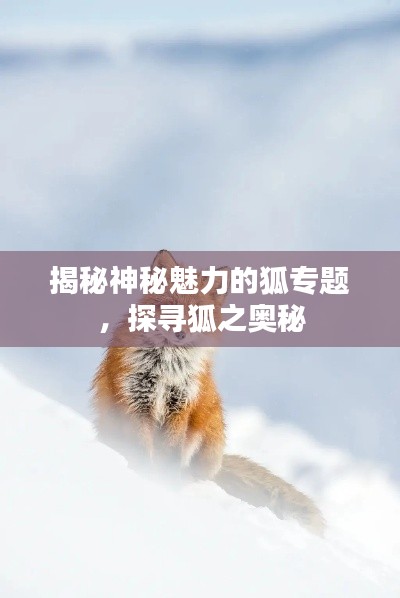揭秘神秘魅力的狐专题，探寻狐之奥秘