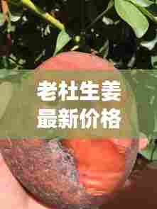 老杜生姜最新价格动态,市场走势揭秘,影响因素全解析