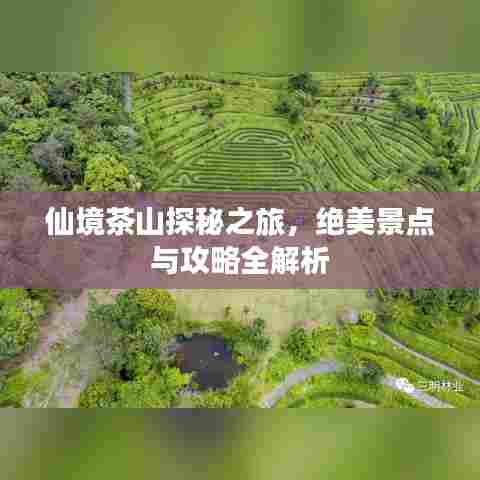 仙境茶山探秘之旅,绝美景点与攻略全解析