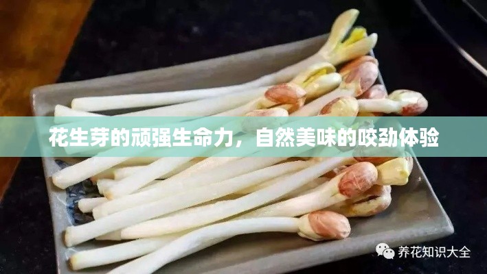花生芽的顽强生命力,自然美味的咬劲体验