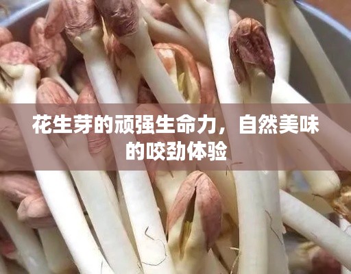 花生芽的顽强生命力,自然美味的咬劲体验