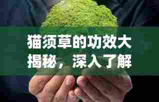 猫须草的功效大揭秘，深入了解与科学应用实践