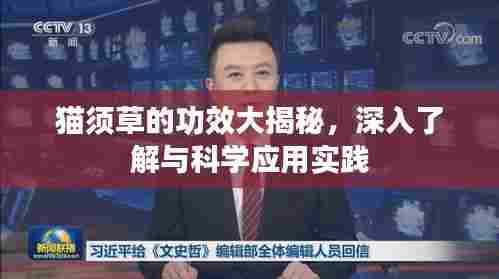 猫须草的功效大揭秘,深入了解与科学应用实践