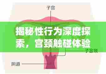 揭秘性行为深度探索,宫颈触碰体验的独特魅力