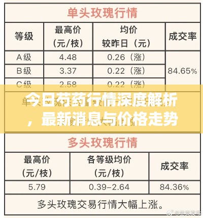 今日芍药行情深度解析，最新消息与价格走势分析