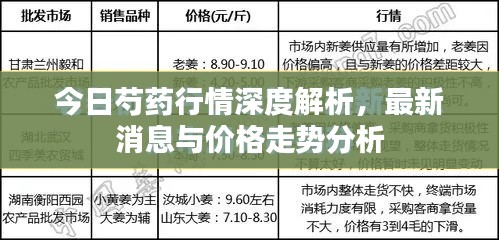 今日芍药行情深度解析,最新消息与价格走势分析
