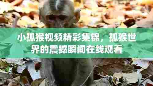 小孤猴视频精彩集锦，孤猴世界的震撼瞬间在线观看
