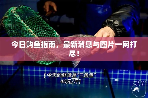 今日购鱼指南，最新消息与图片一网打尽！
